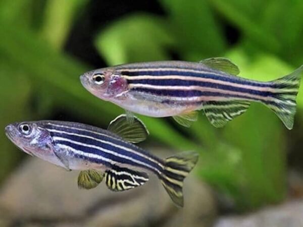 Cuidados básicos del Pez Cebra Danio Rerio AcuariosDIY