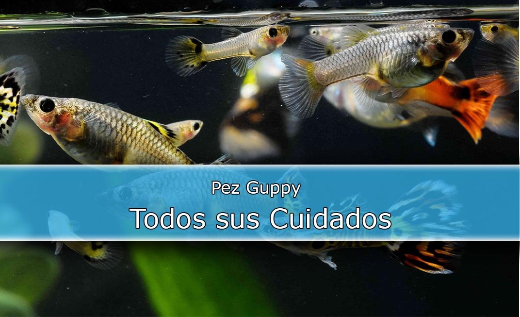 Cuidados básicos del Guppy AcuariosDIY