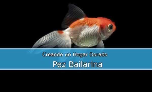 Cuidados básicos del pez Bailarina