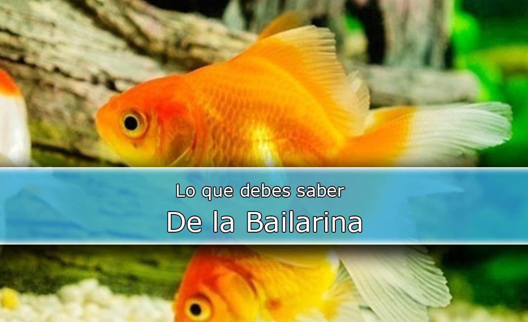 Lo que debes saber sobre la Carpa Dorada
