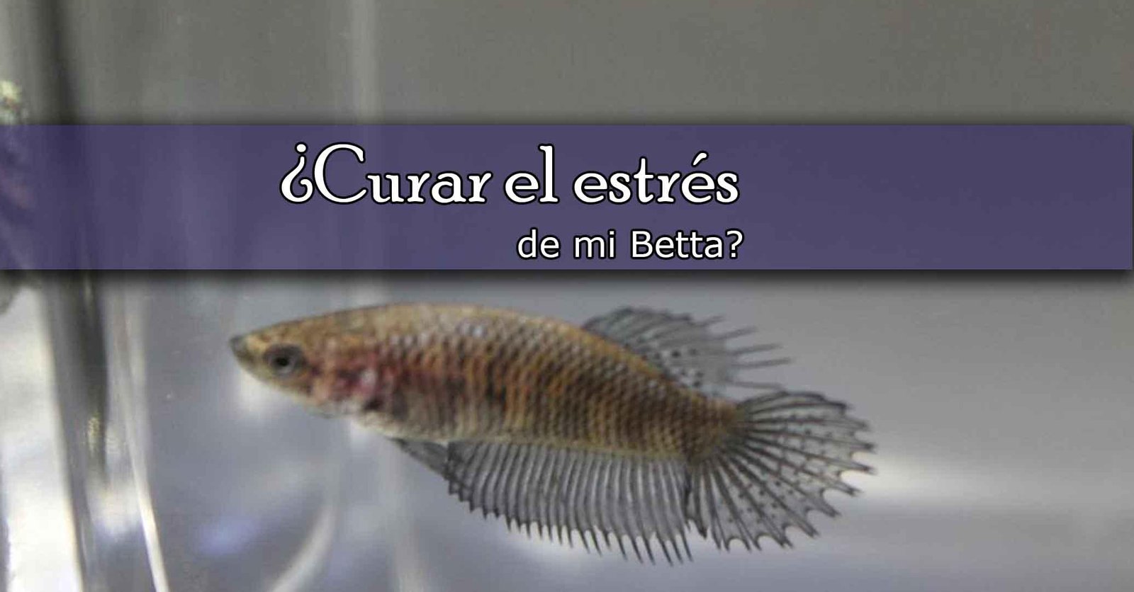 Estrés y enfermedades de los Bettas