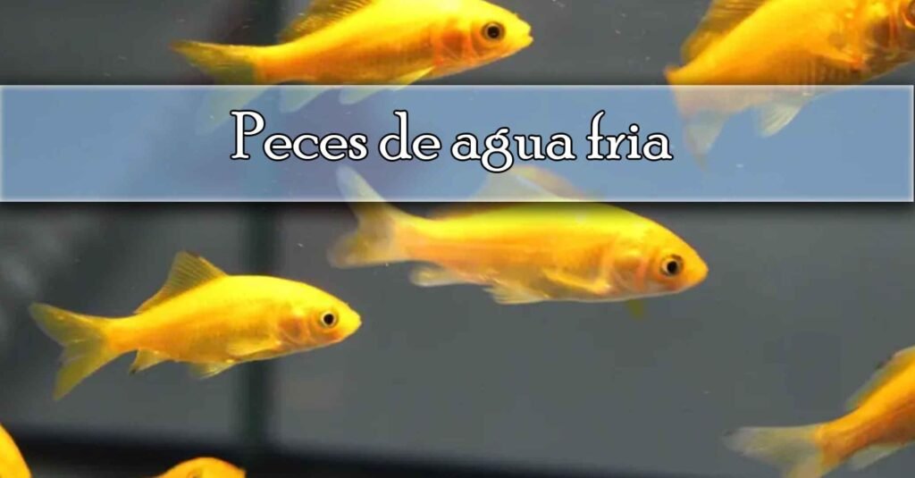 Peces de agua fría