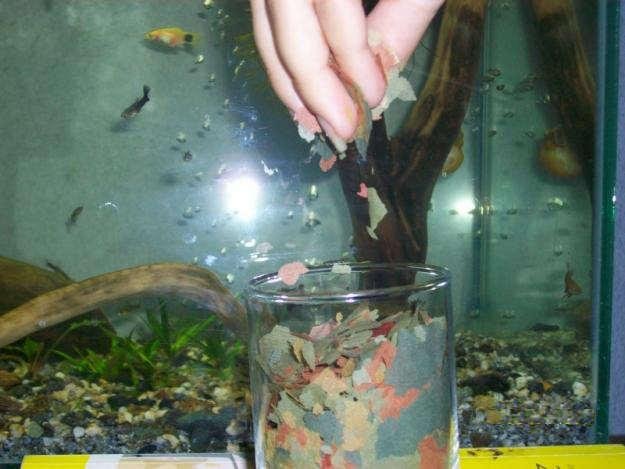 Alimentación de Peces