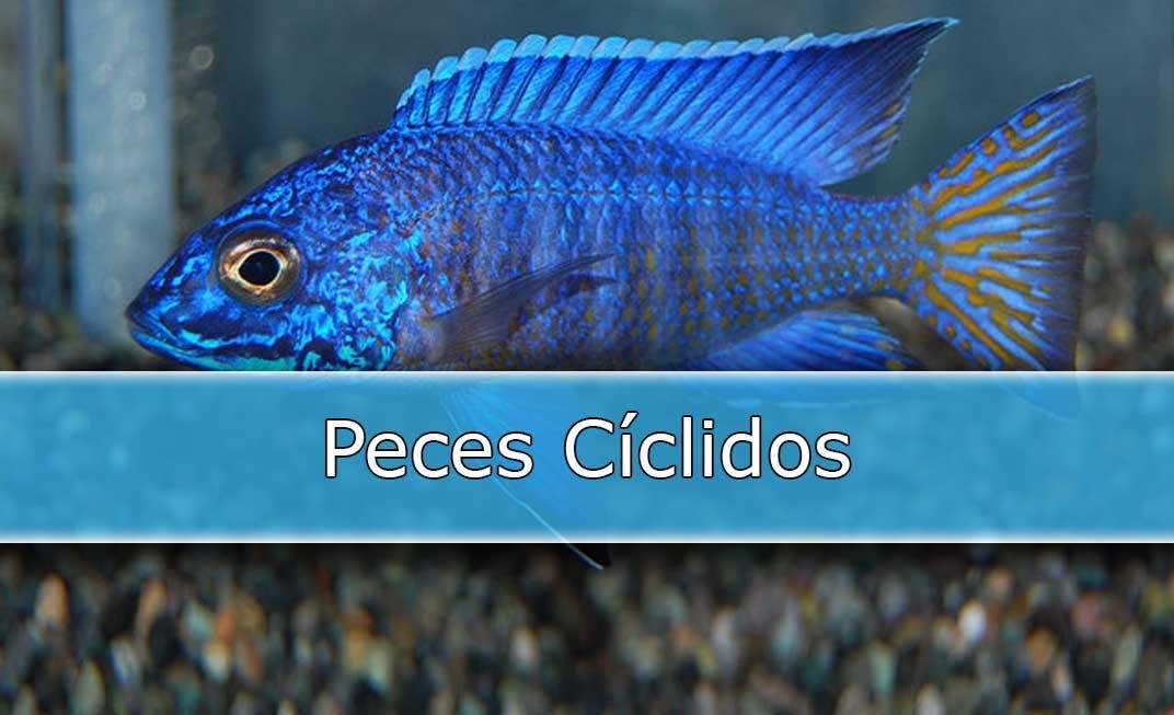 Es bueno tener peces cíclidos en el acuario.