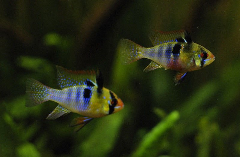 Apistogramma ramirezi