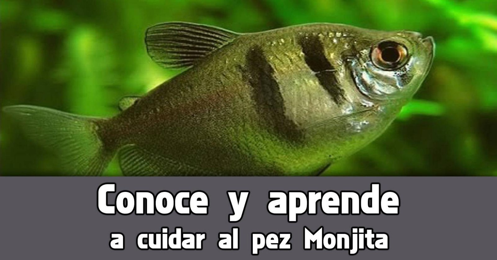 Cuidados básicos del pez Monjita.