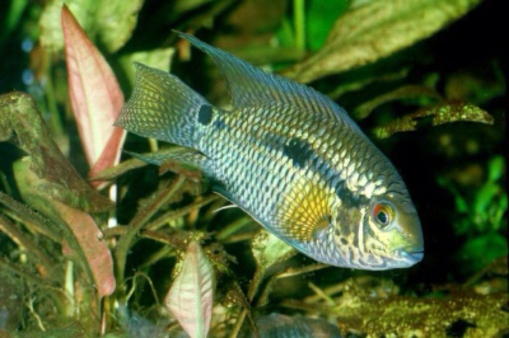 Aequidens portalegrensis hensel