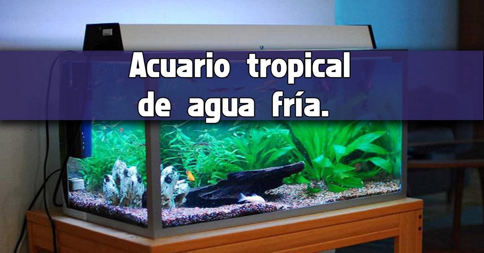 Peces que no requieren calentador en el acuario.