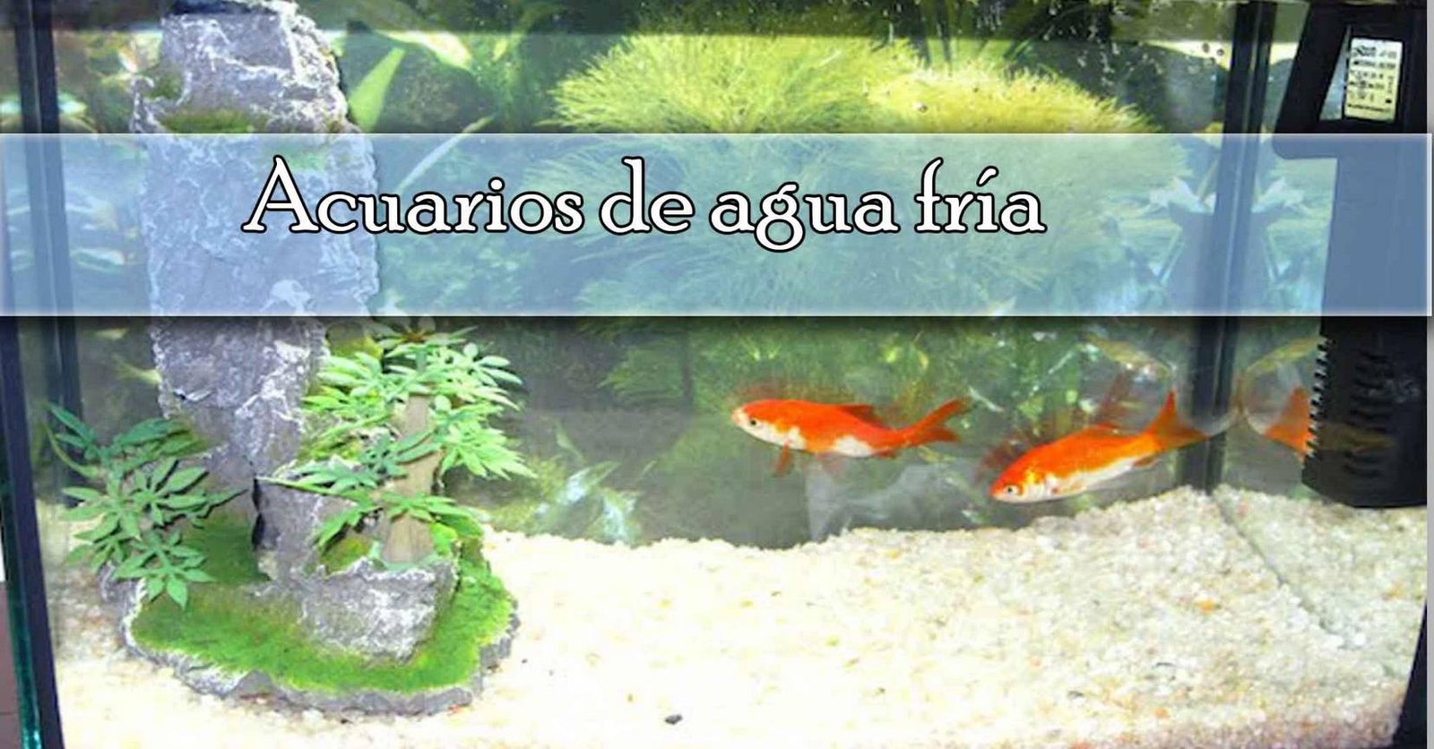 Acuario de agua fría