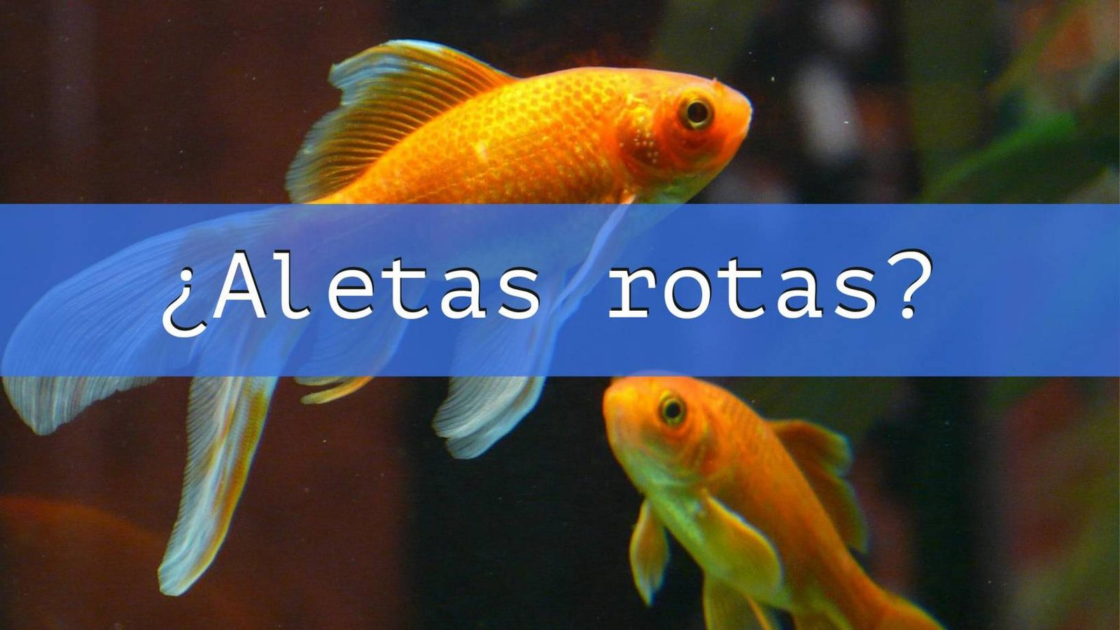 Causa y cura de las aletas rotas