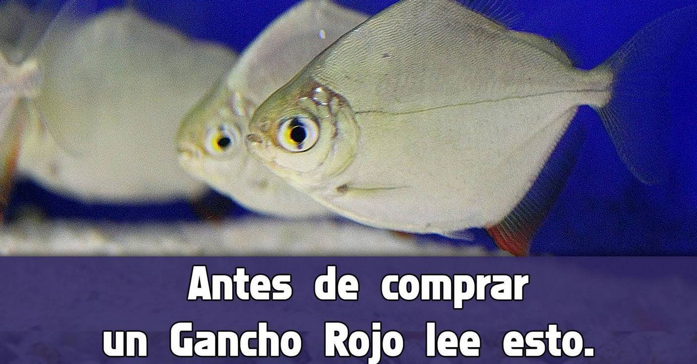 (Myloplus rubripinnis): Cuidados, Hábitat y CaracterĂsticas del Gancho Rojo.