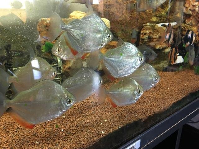 Banco de peces Gancho rojo