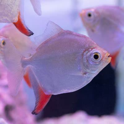 pez gancho rojo nadando en cardumen dentro de un acuario