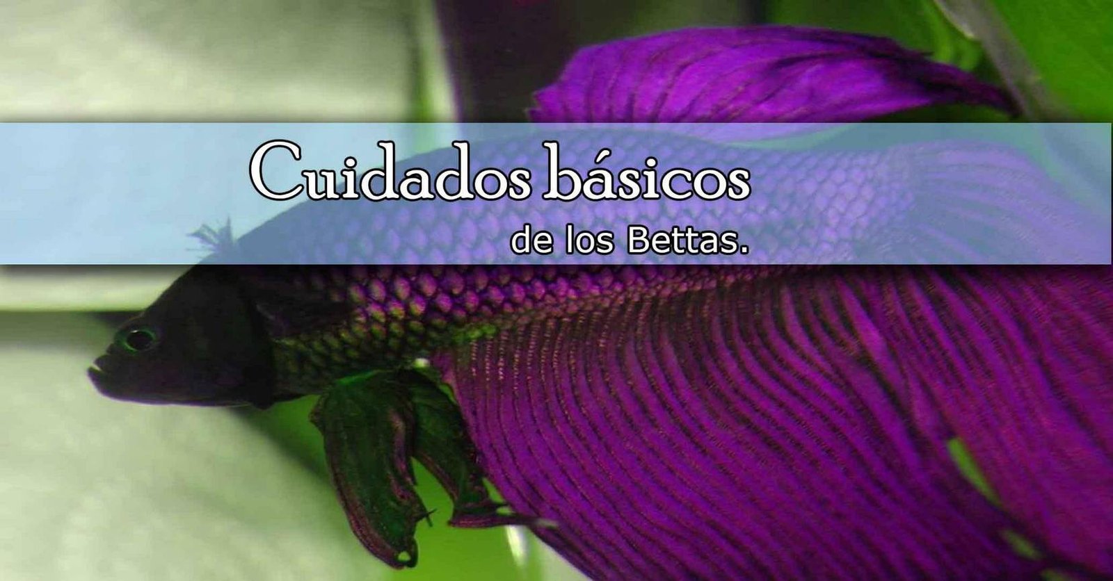 Cuidados básicos para un pez betta