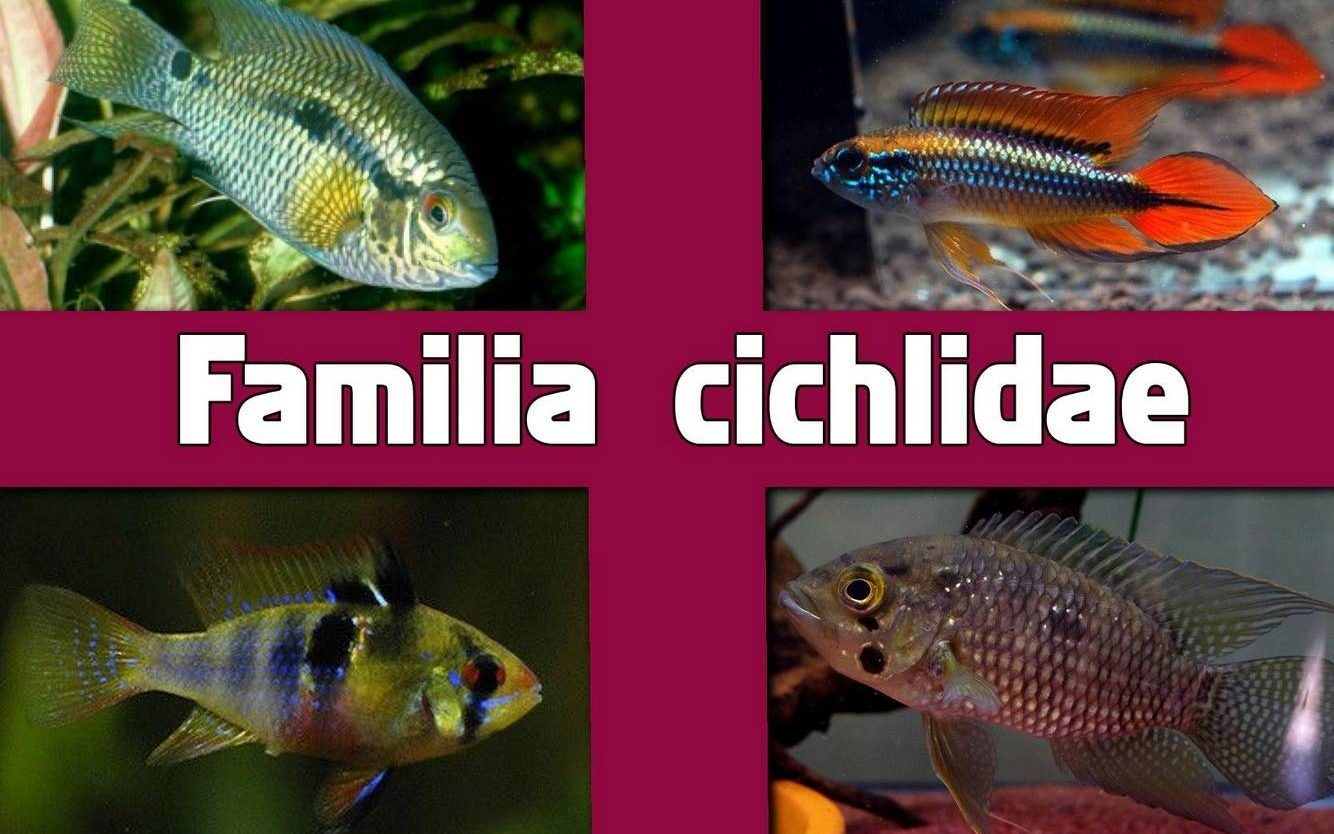 Familia Cichlidae