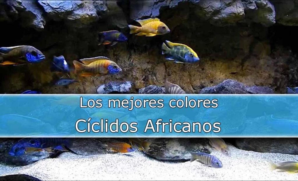 -(cat) ciclidos africanos-acuarios diy