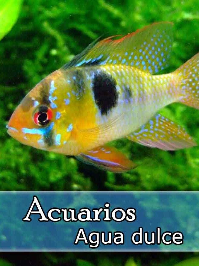(Cat) acuarios de agua dulce acuarios diy