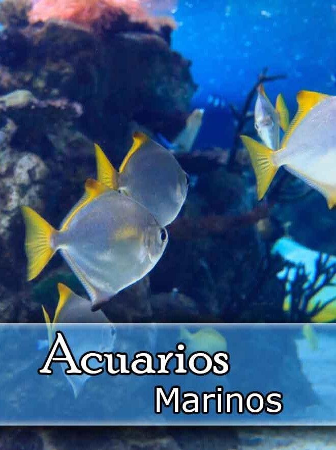 (Cat) acuarios de agua salada acuarios diy