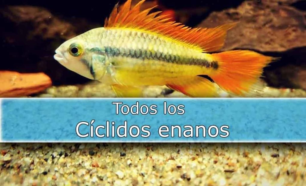 Image860-(cat) ciclidos enanos