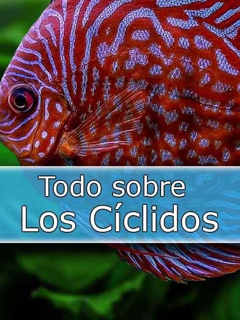 (cat) Ciclidos-acuarios diy