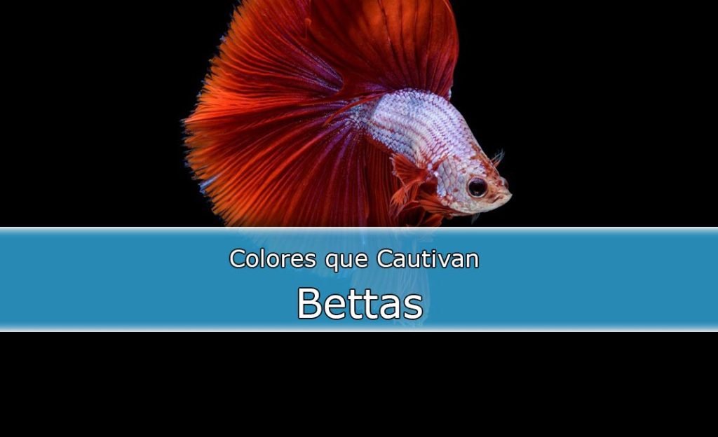 Bettas-Freepic-Jco