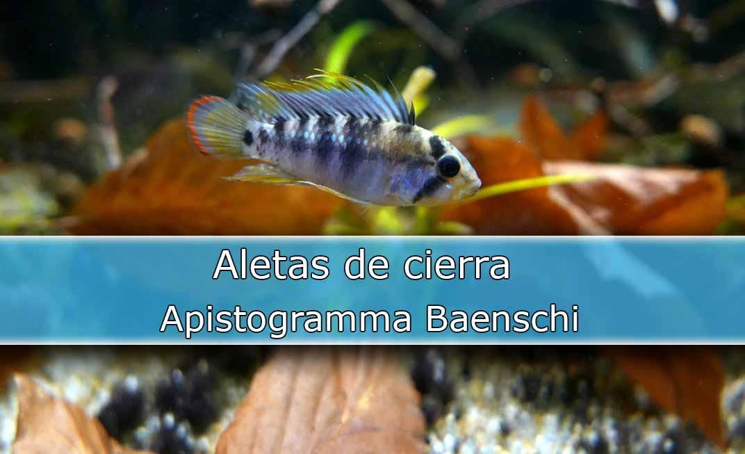¿Cómo Criar al Apistogramma Baenschi?