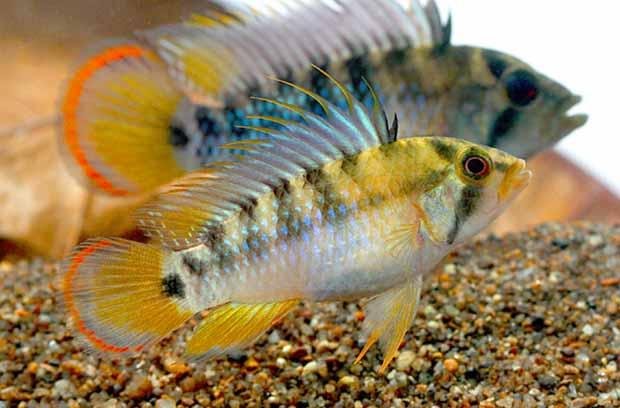 Apistogramma Baenschi amarillo peceras