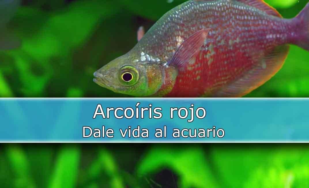 Conoce al «Glossolepis Incisus»
