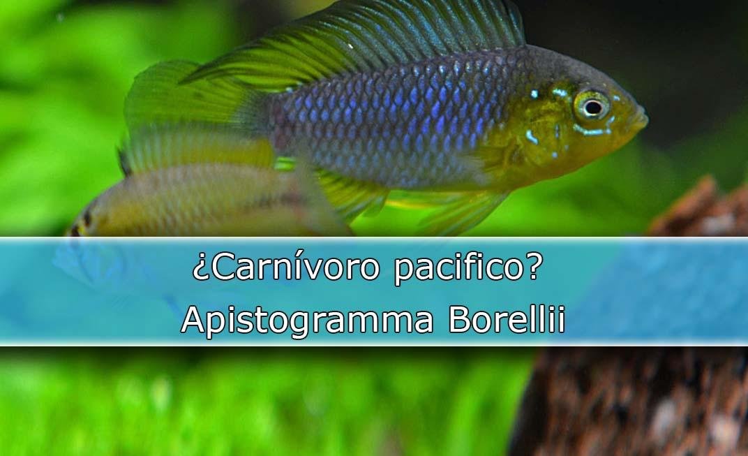 Apistogramma Borellii, el tranquilo.