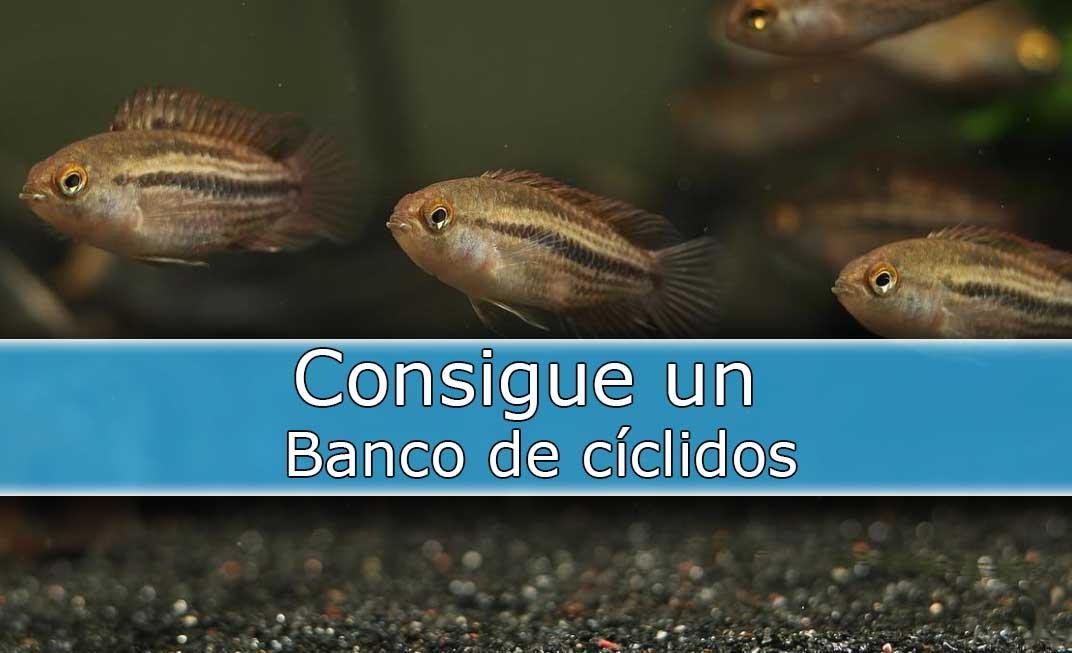 Los desconocidos Nannacara Taenia