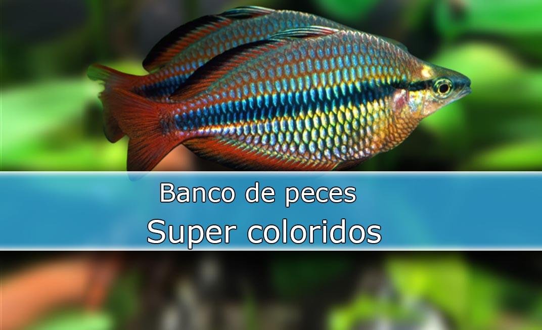 Cría del Melanotaenia Trifasciata