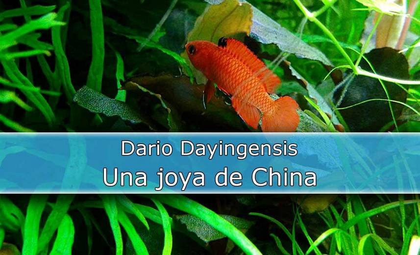Dario dayingensis, el pez nuevo