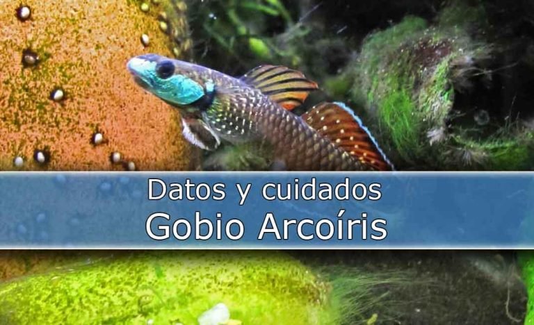 Colores que Danzan en el Agua El Gobio Arcoíris
