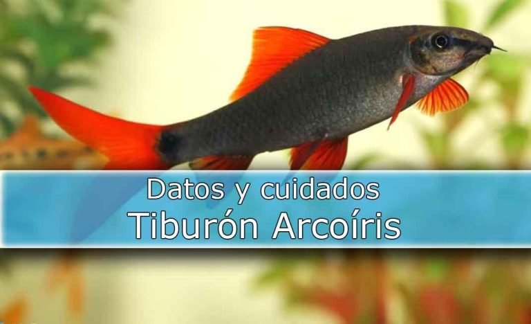 Tiburón o labeo arcoíris (Epalzeorhynchos frenatum) de color negro con aletas rojas en un acuario de agua dulce.