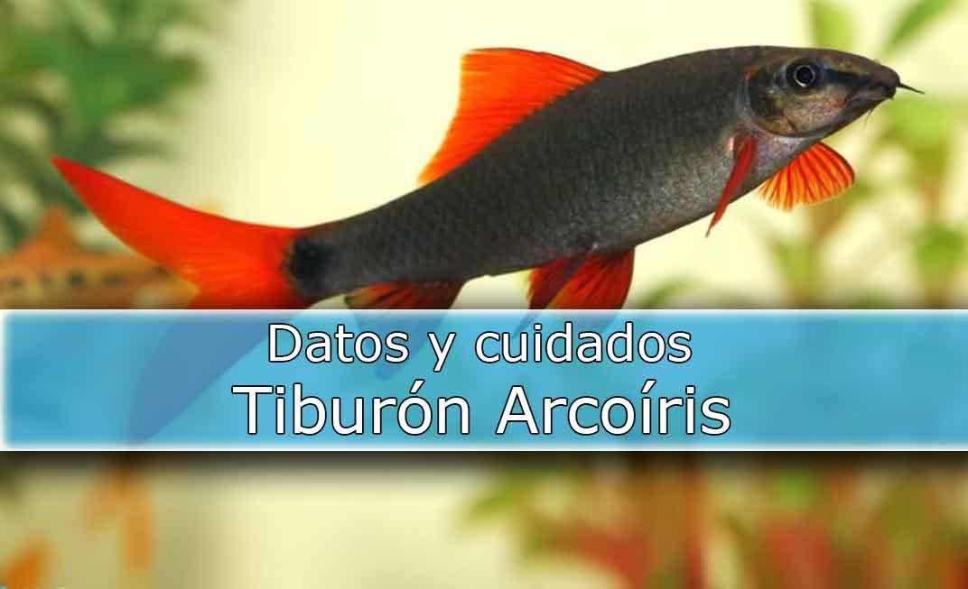 Labeo Arcoíris: Todo sobre el Pez Tiburón de Agua Dulce