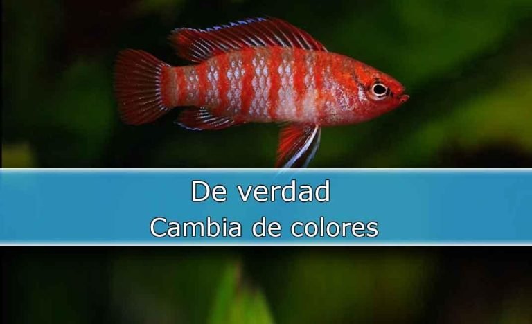 Badis Scarlet ¿Cambia de Color?