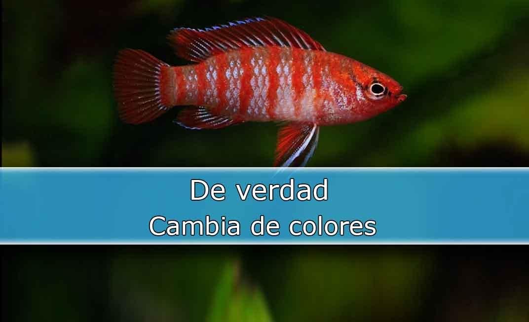 Badis Scarlet ¿Cambia de Color?