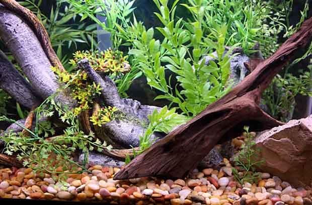 Driftwood