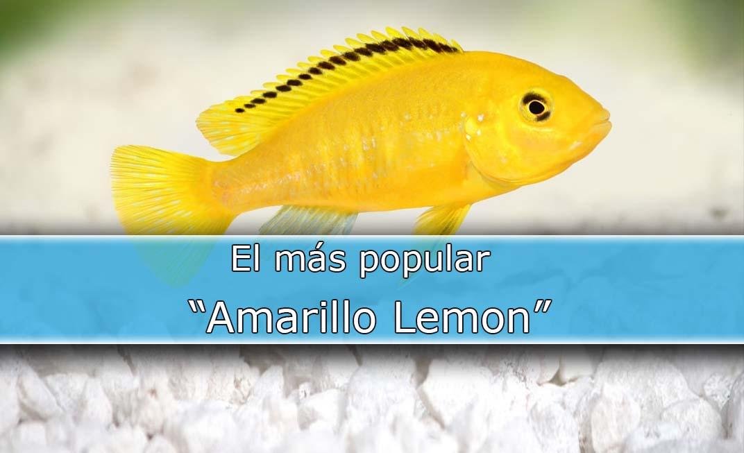 Labidochromis Caeruleus el cíclido amarillo