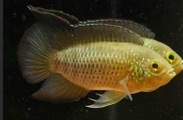 Enano de ojos dorados
