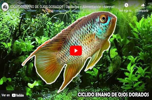 Ficha Nannacara Anomala - YouTube
