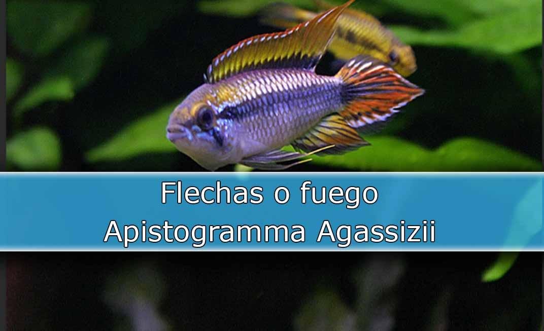 Flameante Apistogramma Agassizii