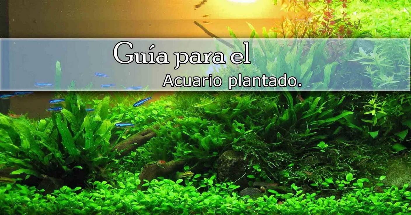 Guía para el acuario plantado