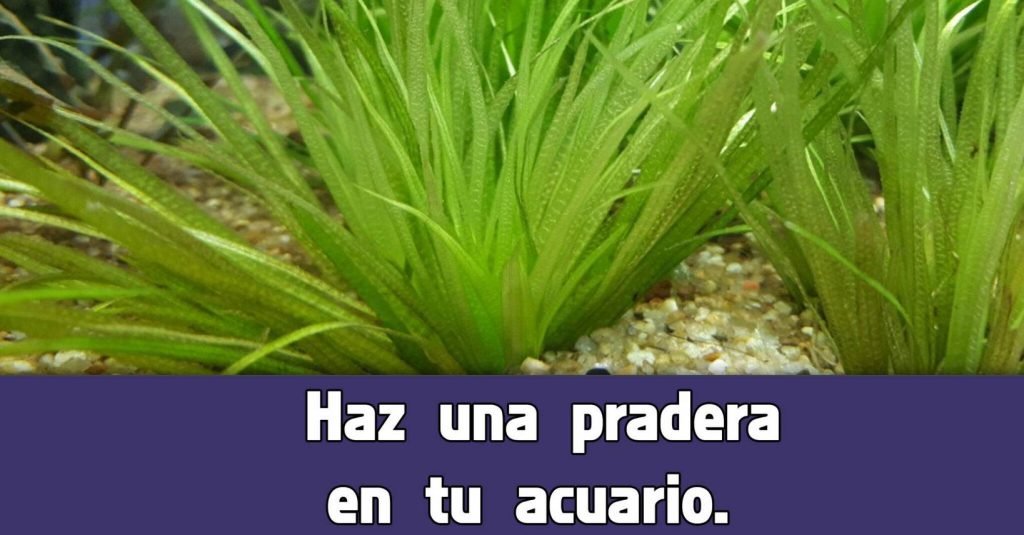 Como plantar la Blyxa japónica