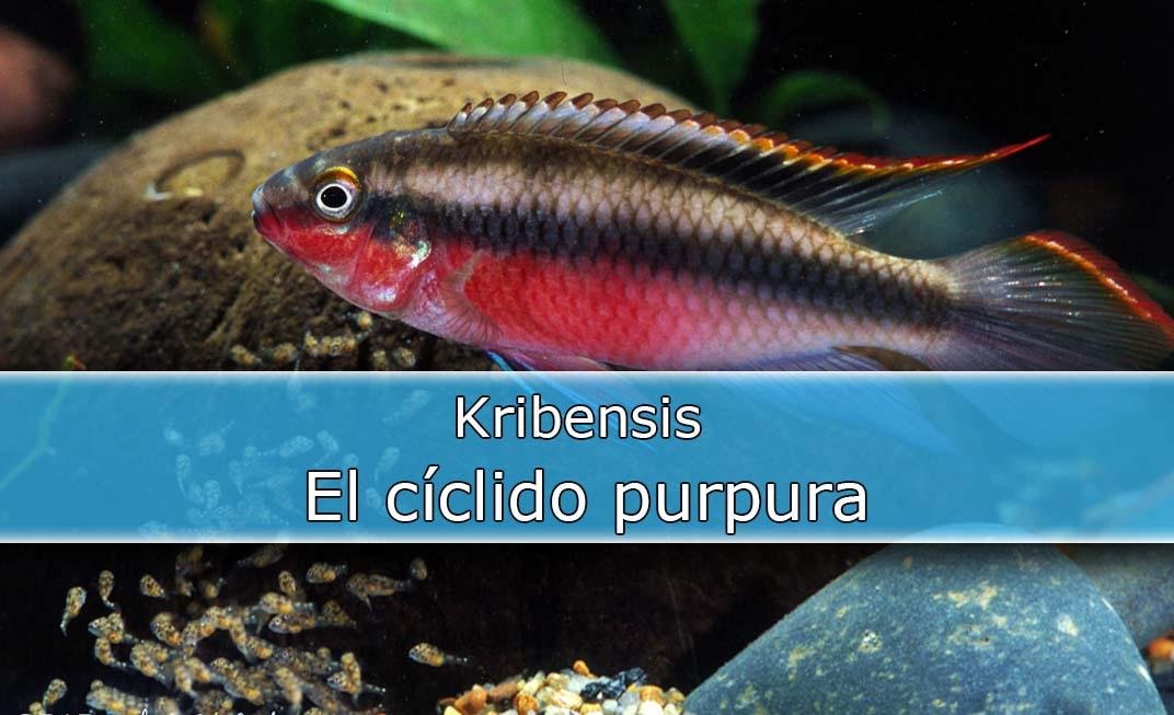 Kribensis o Pelvicachromis Pulcher