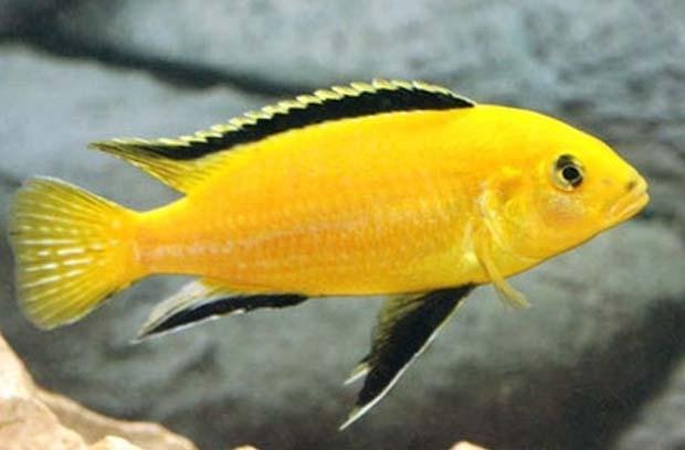 Labidochromis Caeruleus