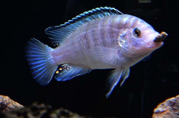 Labidochromis Caeruleus - Ruarwe blanco