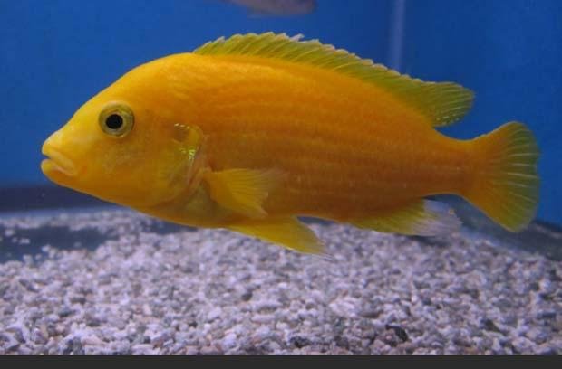 Labidochromis Caeruleus totalmente amarillo