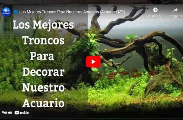 Los Mejores Troncos -YouTube