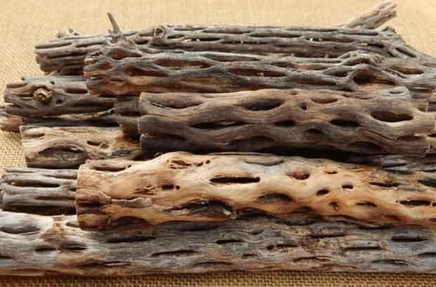 Madera de Cholla